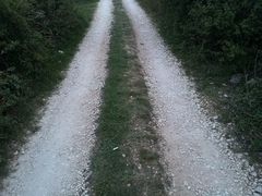 Scolopendra cingulata