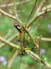 Pseudoscopas nigrigena