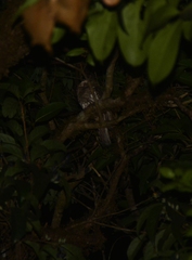 Batrachostomus moniliger