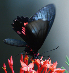 Parides neophilus