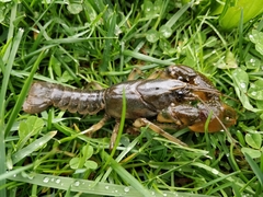 Lacunicambarus thomai