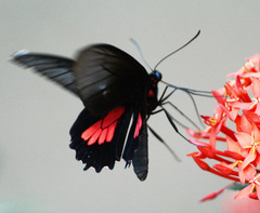 Parides neophilus