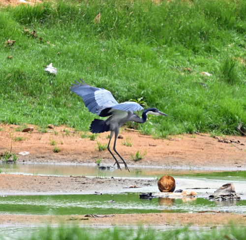 iNaturalist: (c) gerardvd, some rights reserved (CC BY-NC), uploaded by gerardvd iNaturalist image