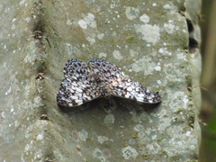 Hamadryas fornax