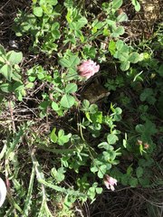 Trifolium clypeatum