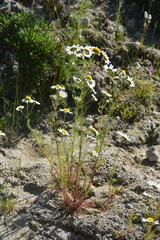 Tripleurospermum hookeri