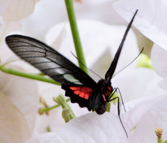 Parides neophilus