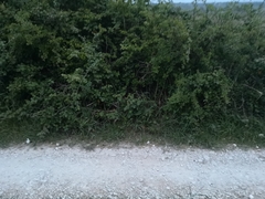 Scolopendra cingulata