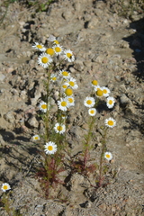 Tripleurospermum hookeri
