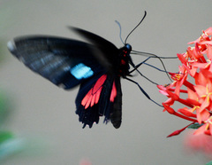 Parides neophilus