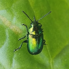Gastrophysa cyanea