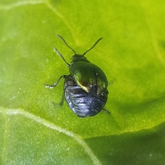 Gastrophysa cyanea
