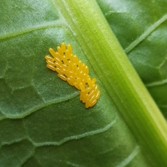 Gastrophysa cyanea
