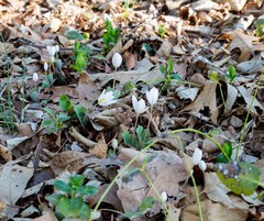 Sanguinaria canadensis