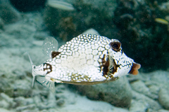 Smooth Trunkfish photo 4