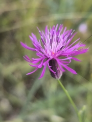 Crupina crupinastrum