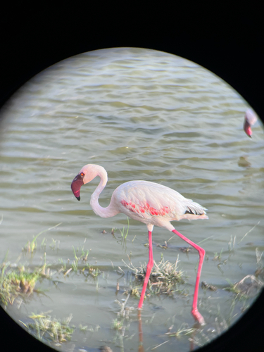 iNaturalist image