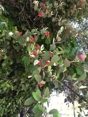 Cotoneaster glaucophyllus