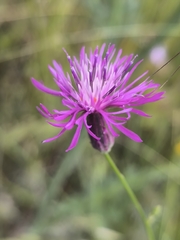 (c) Umut Nuri Erdoğan, some rights reserved (CC BY) Crupina crupinastrum, photograph (c) Umut Nuri Erdoğan, some rights reserved (CC BY)