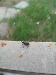 Naupactus tremolerasi