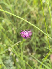 (c) Umut Nuri Erdoğan, some rights reserved (CC BY) Crupina crupinastrum, photograph (c) Umut Nuri Erdoğan, some rights reserved (CC BY)