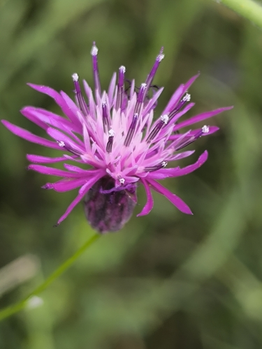 Crupina crupinastrum, photograph 4