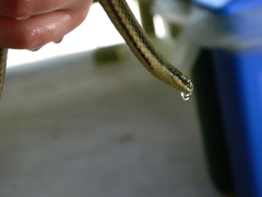 Regina septemvittata