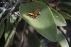 Acianthera circumplexa