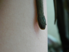 Regina septemvittata