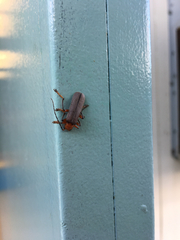 Pacificanthia consors