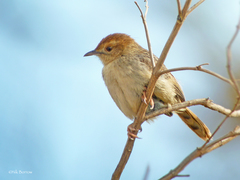 Cisticola lais