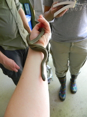 Regina septemvittata