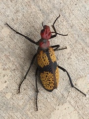 Tegrodera aloga