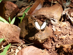 Dynamine athemon athemaena