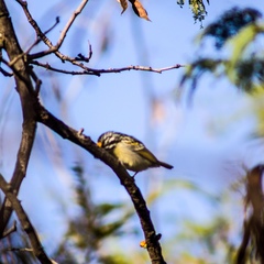 Pogoniulus chrysoconus