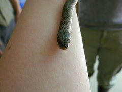 Regina septemvittata