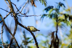 Pogoniulus chrysoconus