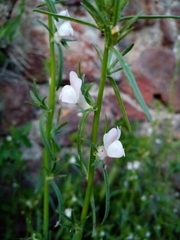 Misopates calycinum