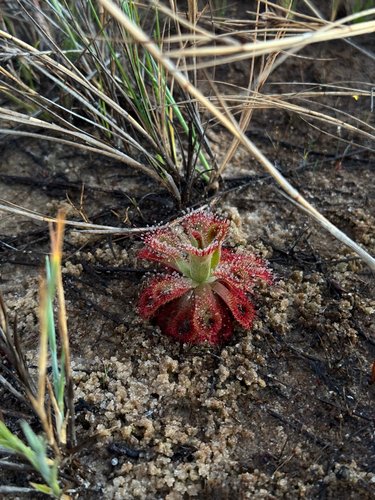 Drosera sessilifolia