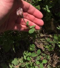 Trifolium clypeatum