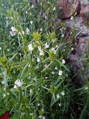 Misopates calycinum