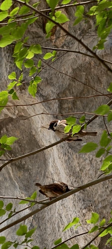 Eurasian Tree Sparrow