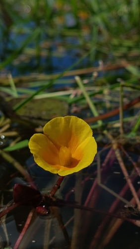 Hydrocleys martii