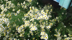 Tripleurospermum subpolare