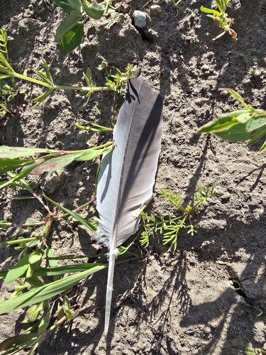 Plume de Pigeon colombin
