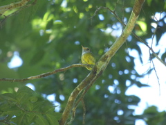 Myiornis auricularis