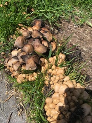 Coprinellus micaceus