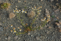 Tripleurospermum subpolare