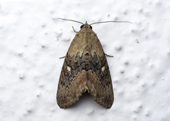 Odontodes seranensis