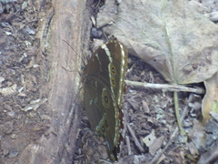 Morpho helenor achillides